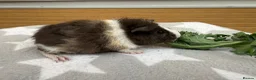 Guinea Pig rodents for sale: 1 female teddy guineapigs AVAILABLE  - Advert 1