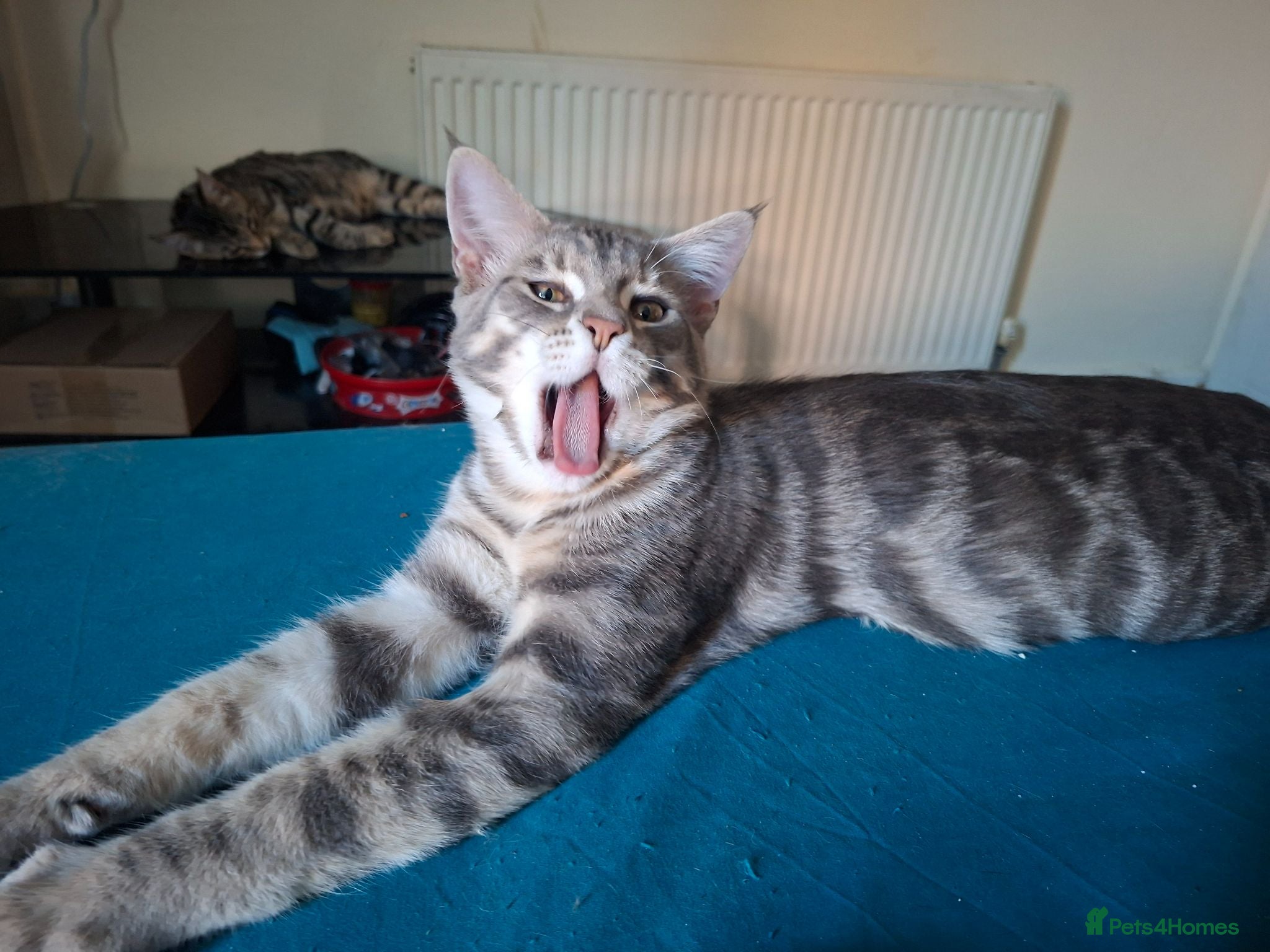 Mixed Breed cats Last 2 big boys, bengal ( mum Maine Coon) - Advert 15