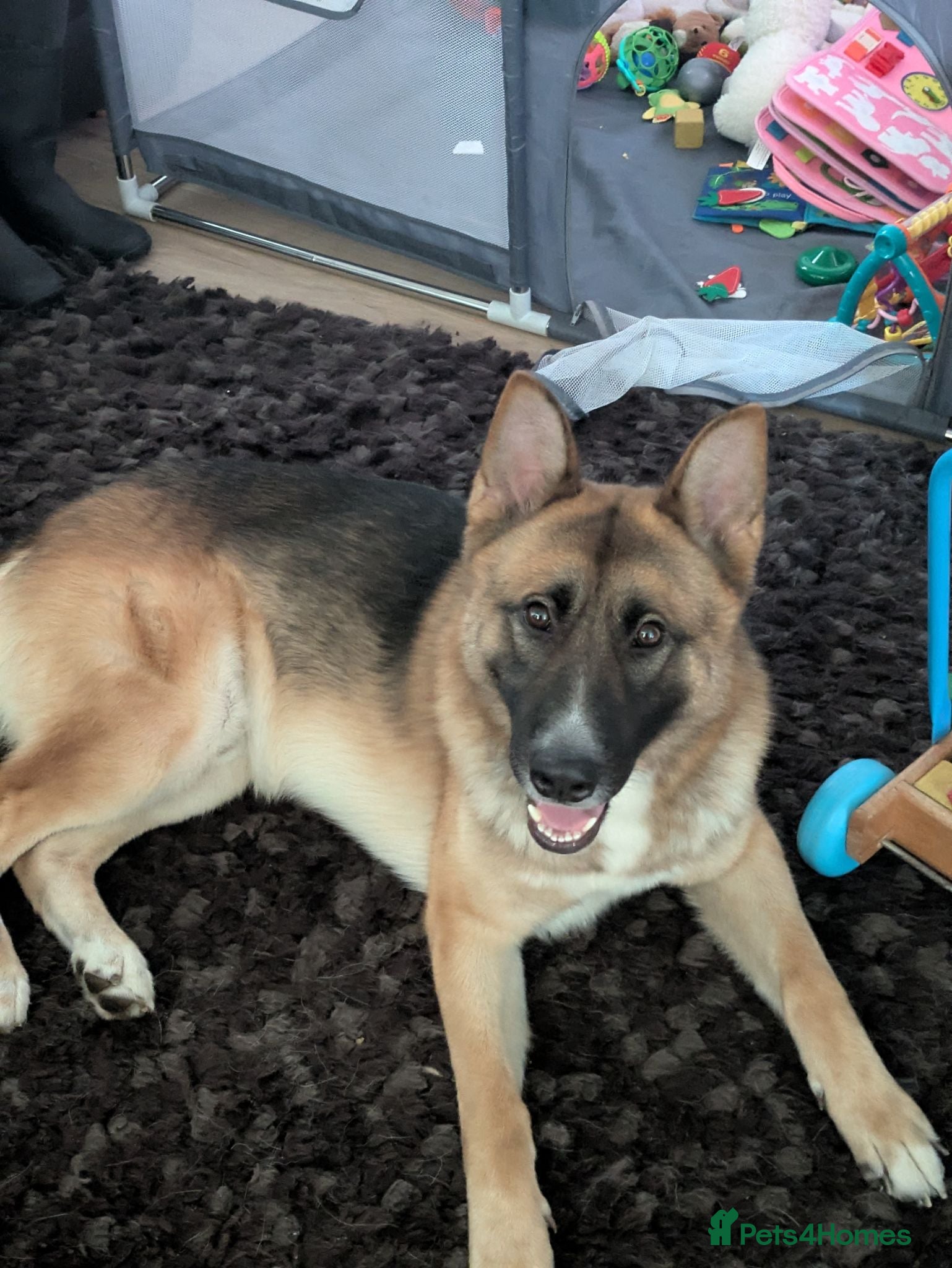 Mixed Breed dogs Sheru almost 2 year old Shepkita - Advert 7