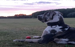 Mixed Breed dogs for adoption: Blue (Cane Corso mix) - Image 6