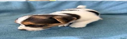 Jack Russell dogs for sale: Beautiful Jack Russell pups, petite, smooth coat.  - Advert 27