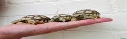Tortoise reptiles for sale: Baby sulcata Tortioes  - Advert 4