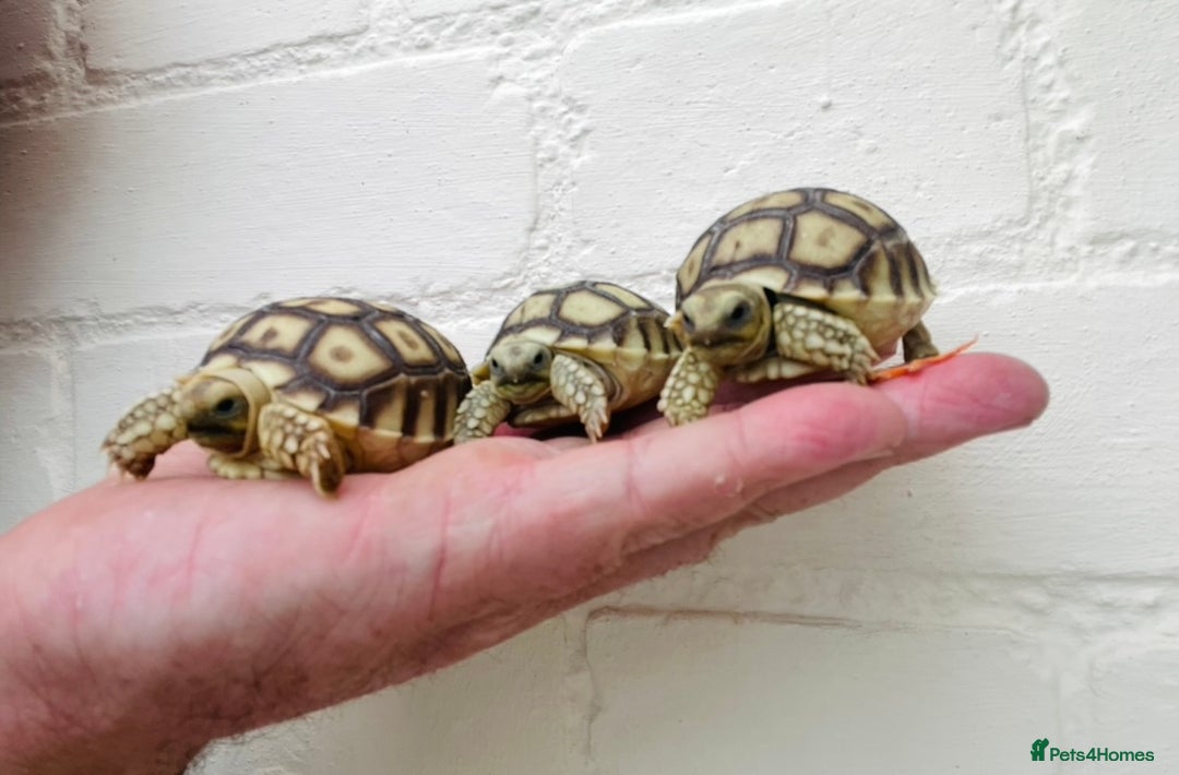 Tortoise reptiles for sale: Baby sulcata Tortioes  - Image 4