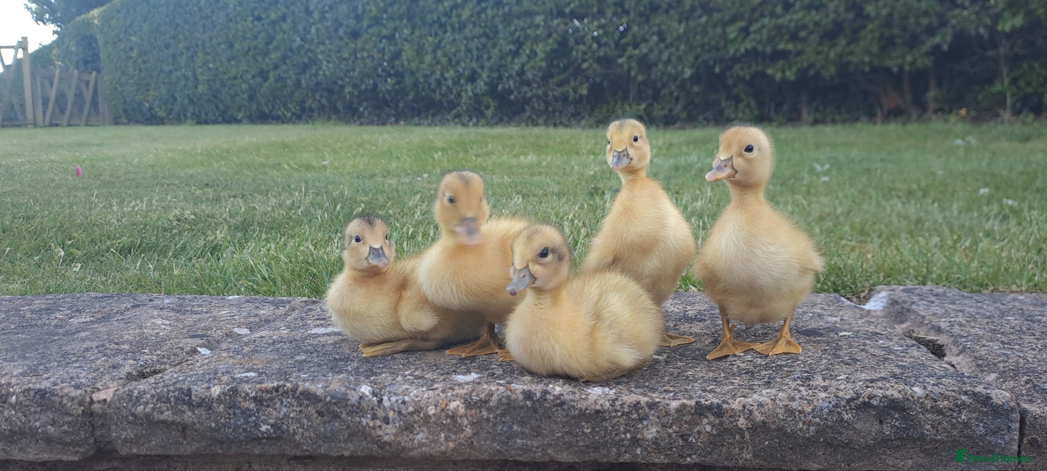 Ducks poultry for sale: Silver Appleyard Ducklings For Sale in Chesterfield - Advert 3