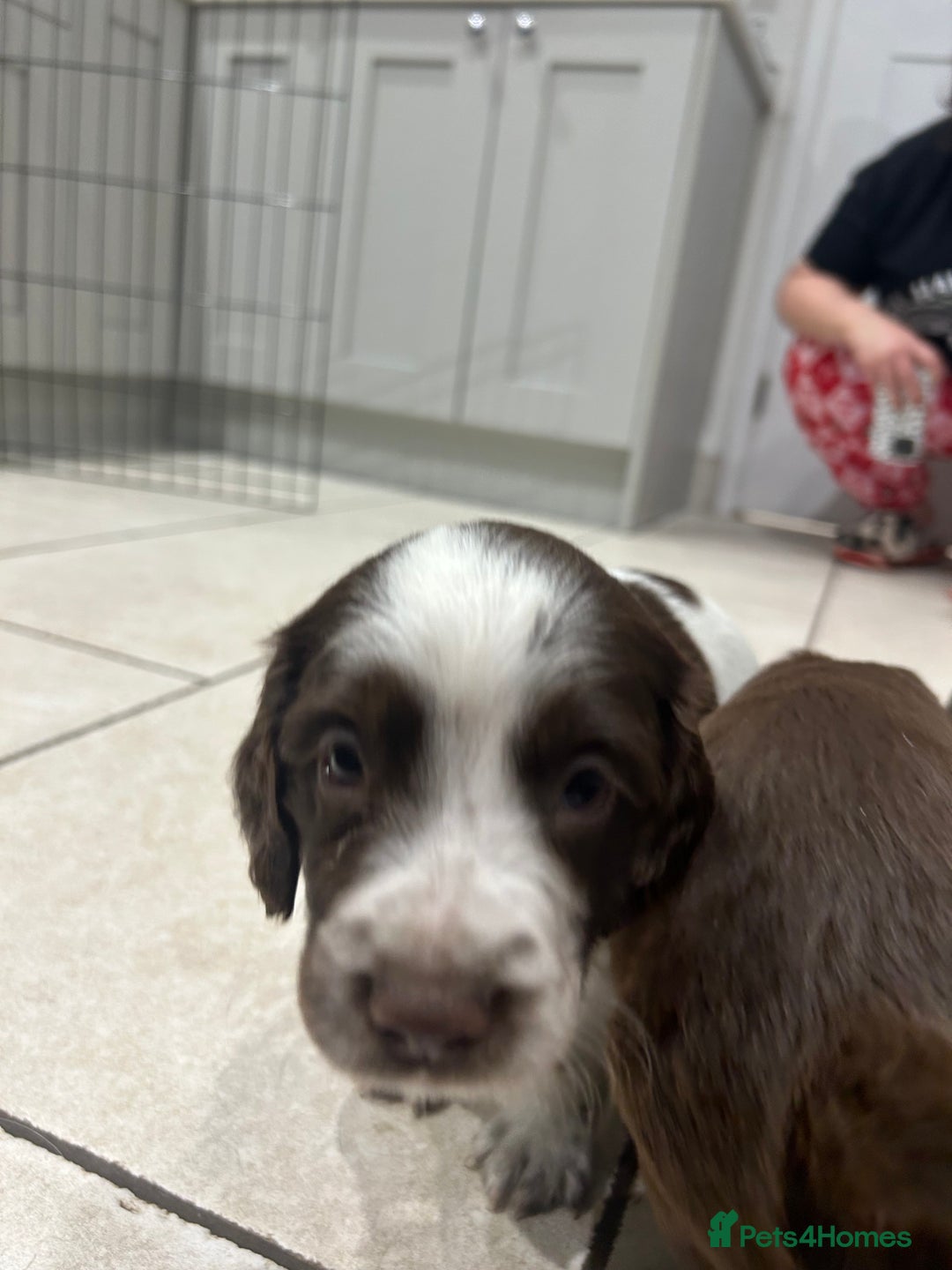 Sprocker dogs for sale: Working Sprocker Spaniels  - Advert 20