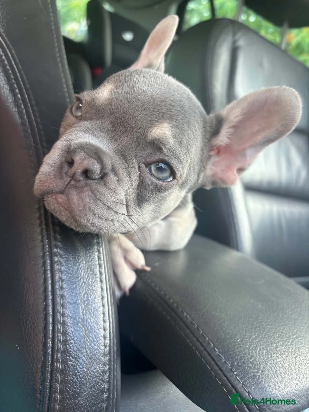 French Bulldog dogs for sale: Frenchie - Advert 3