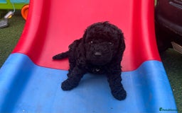 Cockapoo dogs for sale: F1b Cockapoo  - Image 3