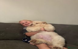 Chow Chow dogs for sale: 🧸Chow Chow Puppy Last of a World-Class Litter! 🐾 - Image 5