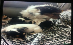 Jack Russell dogs for sale: Jack russell - Image 8