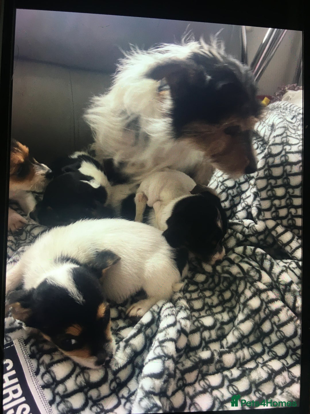 Jack Russell dogs for sale: Jack russell - Image 8