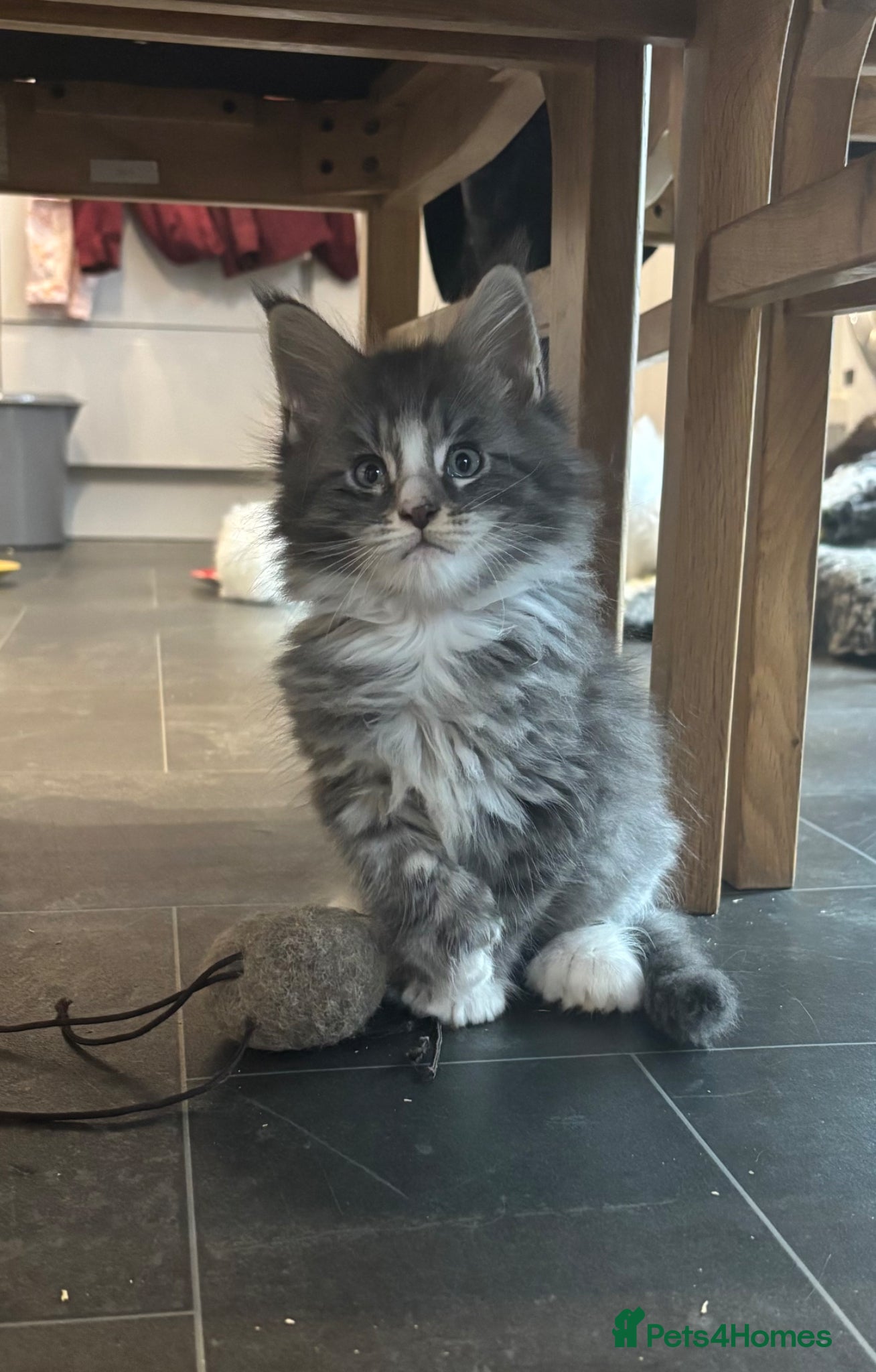 Maine Coon cats for sale: Maine coon kittens for sale. Some polydactyl.  in Trimdon Station - Advert 7