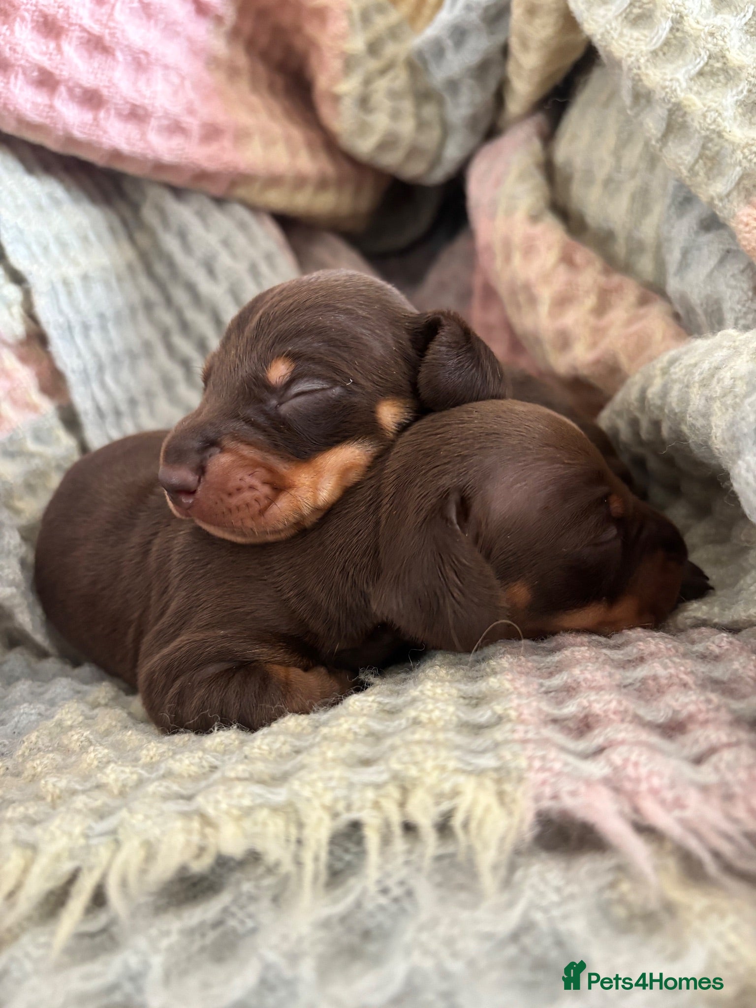 Dachshund dogs BEAUTIFUL KC REG & PRA CLEAR MINIS🩷💙 - Advert 1