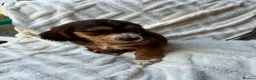 Cocker Spaniel dogs for sale: 9 Gorgeous Cocker Spaniel Puppies For Sale! - Advert 10