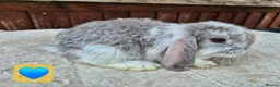 Mini Lop rabbits for sale: ❤️ Ready to reserve  💙  - Advert 5
