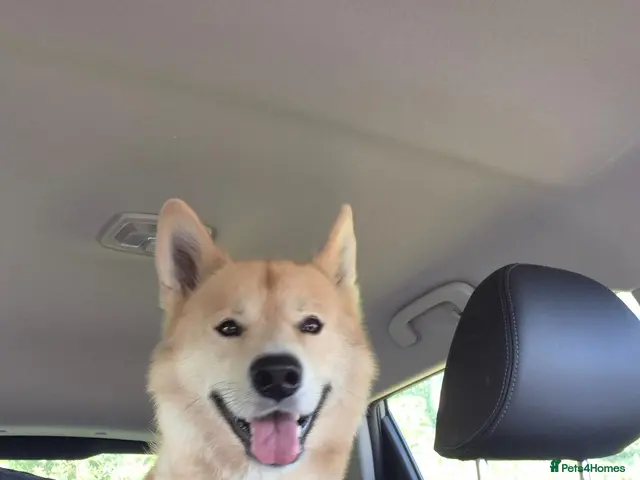 Mixed Breed dogs for stud: Friendly & handsome 3yo Akita Mix Stud. (POTL) - Advert 1
