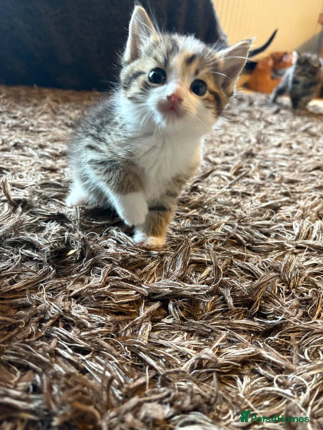 British Shorthair cats for sale: 8 cuddly kittens!  - Advert 2