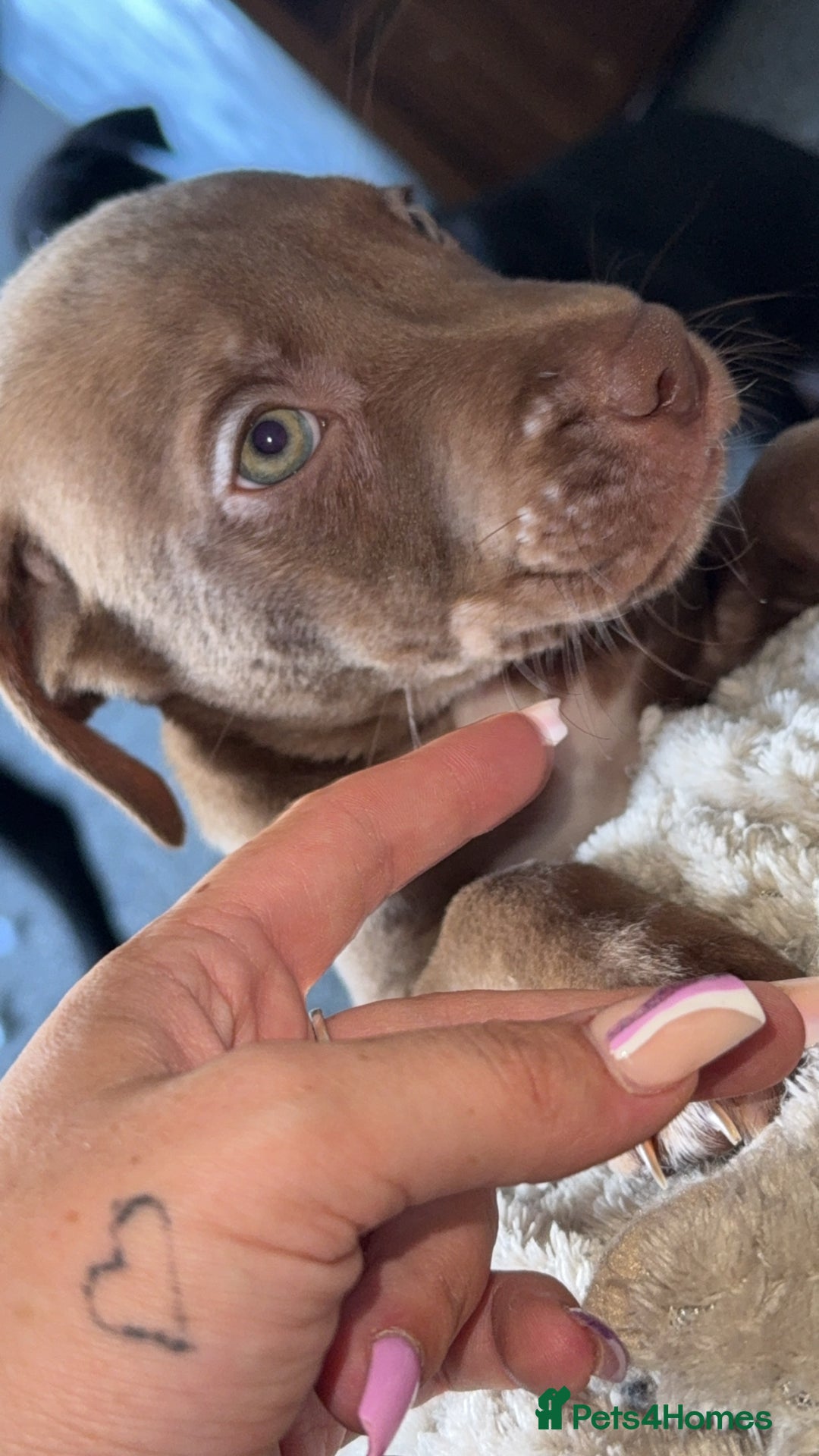 Mixed Breed dogs for sale: Labrador cross  - Image 3