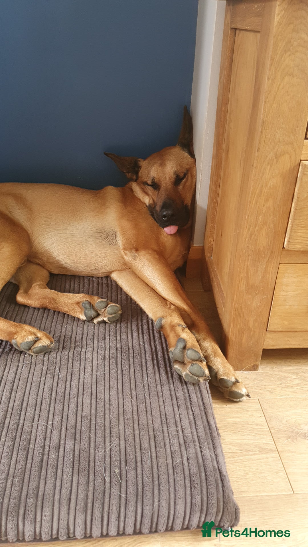 Mixed Breed dogs for sale: Belgian Shephard Cross - Image 6