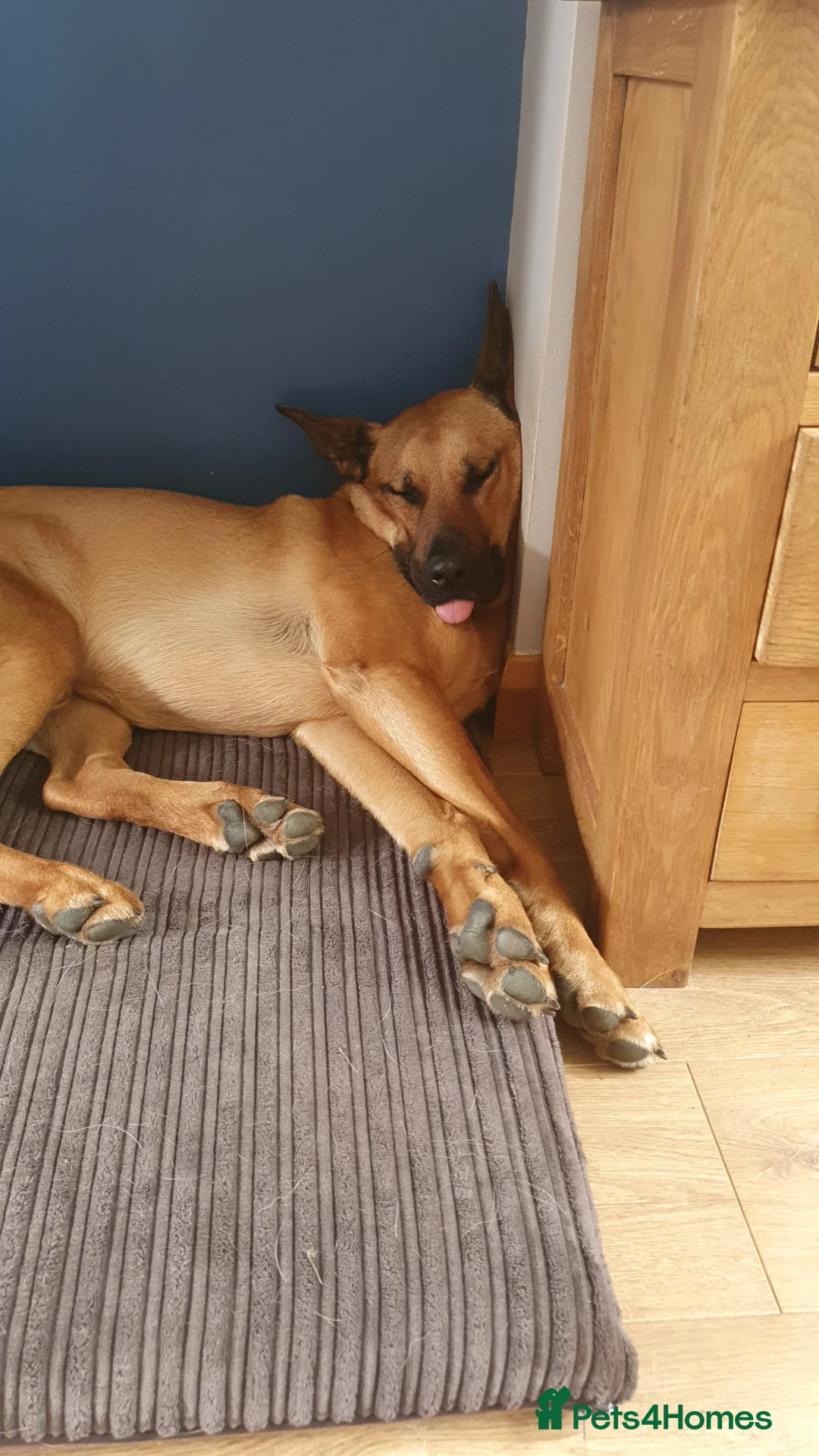 Mixed Breed dogs for sale: Belgian Shephard Cross - Advert 6