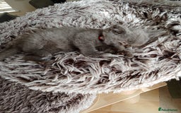 Brazilian Shorthair cats for sale: Beautiful blues Bristh short hair - Image 15