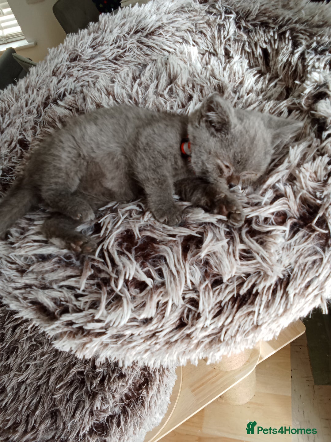 Brazilian Shorthair cats for sale: Beautiful blues Bristh short hair - Image 15
