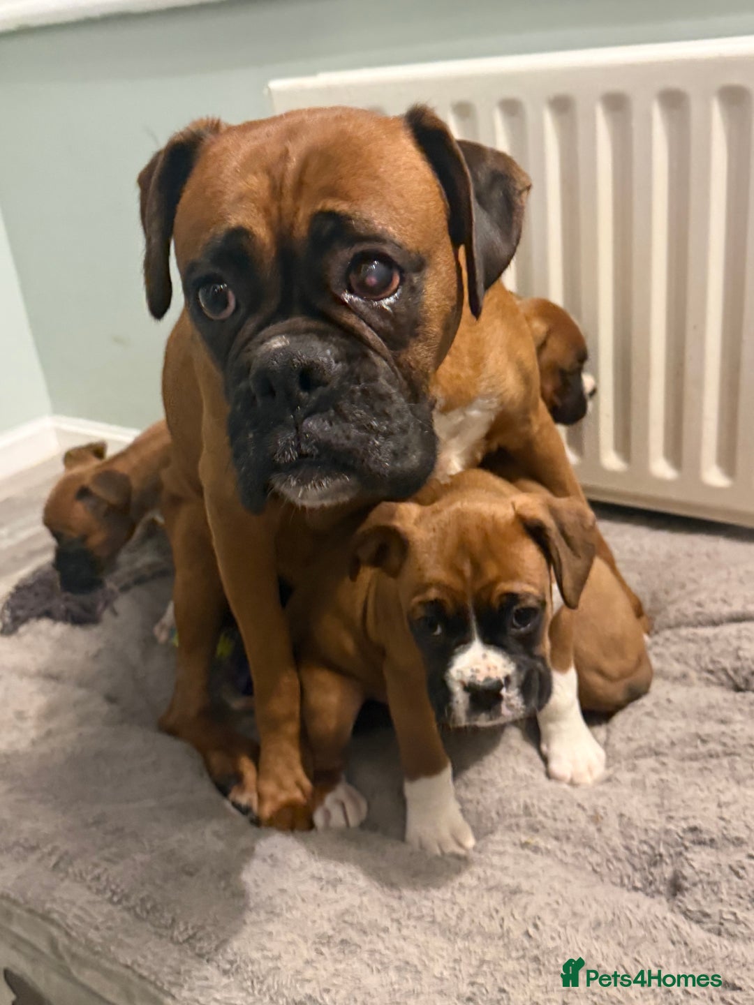Boxer dogs for sale: Last female boxer looking for there new  home  - Advert 13