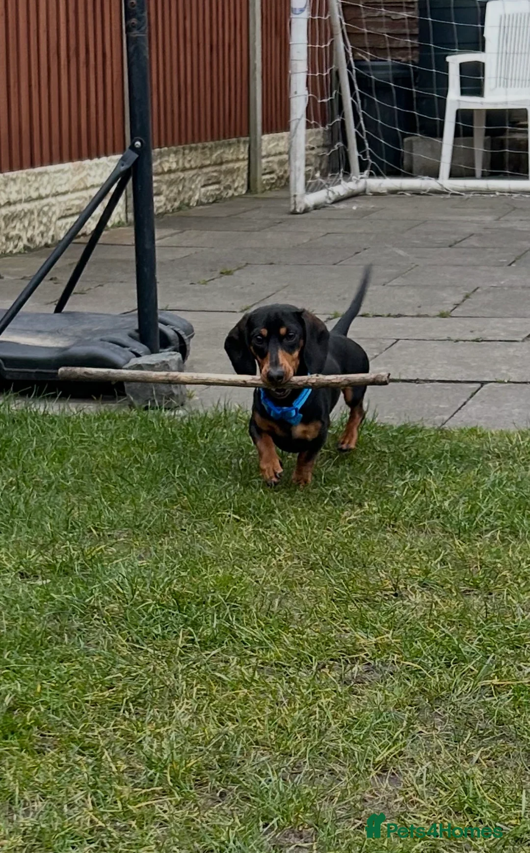 Miniature Dachshund dogs for sale: Cooper in Southport - Advert 2