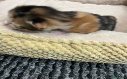 Bengal cats for sale: Rare Bengal Breed In White and Grey Ginger - Image 7