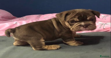 English Bulldog dogs - Advert 3