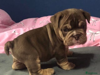 English Bulldog dogs - Advert 2