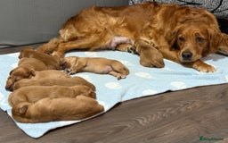 Golden Retriever dogs for sale: Dark Red Golden Retriever Pups  - Image 11
