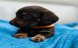 Dachshund dogs for sale: Mini Long-hair dachshund  - Image 4
