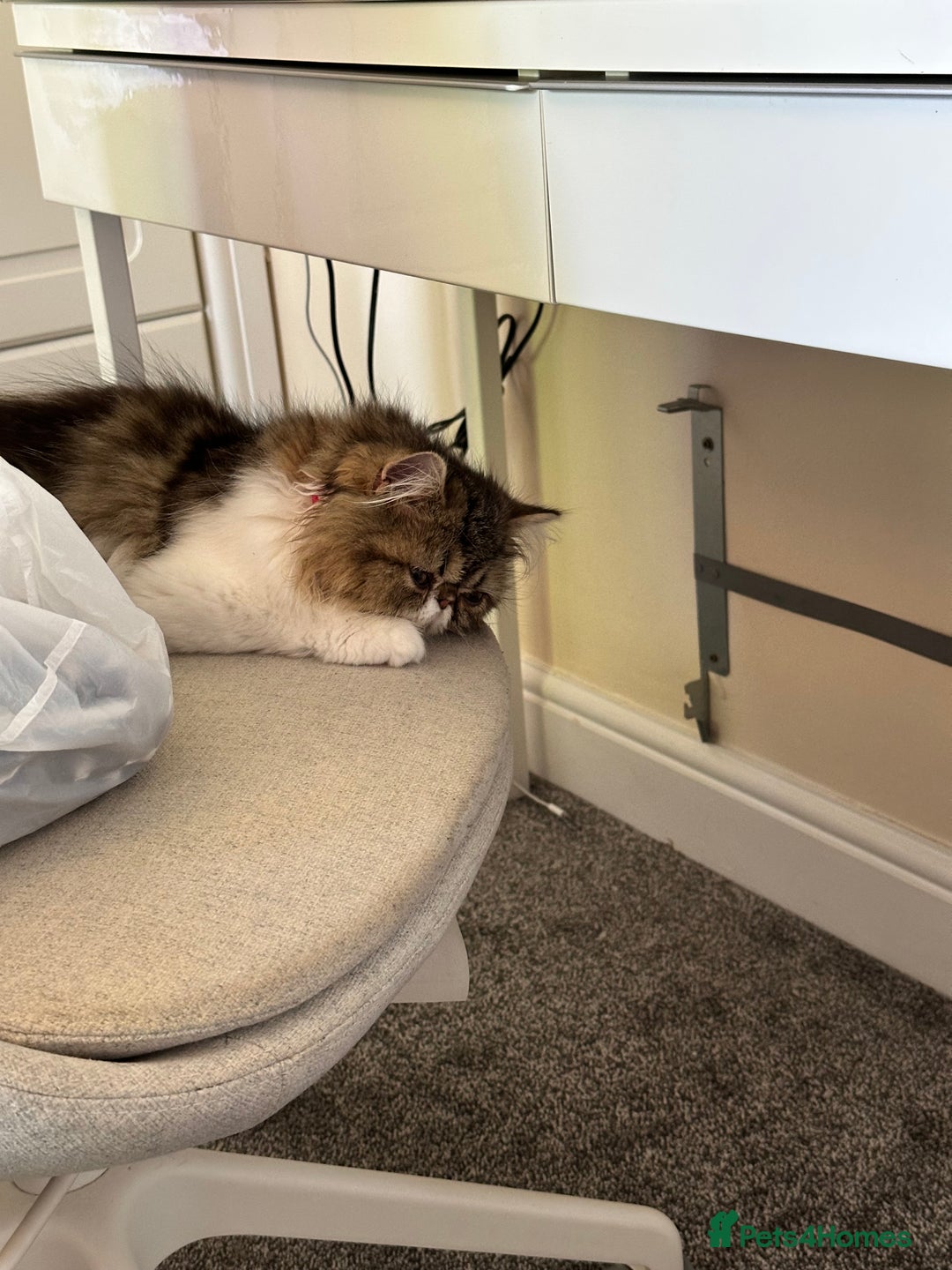 Persian cats for sale: Persion kitten_ The Lazy boy in Oxford - Image 10