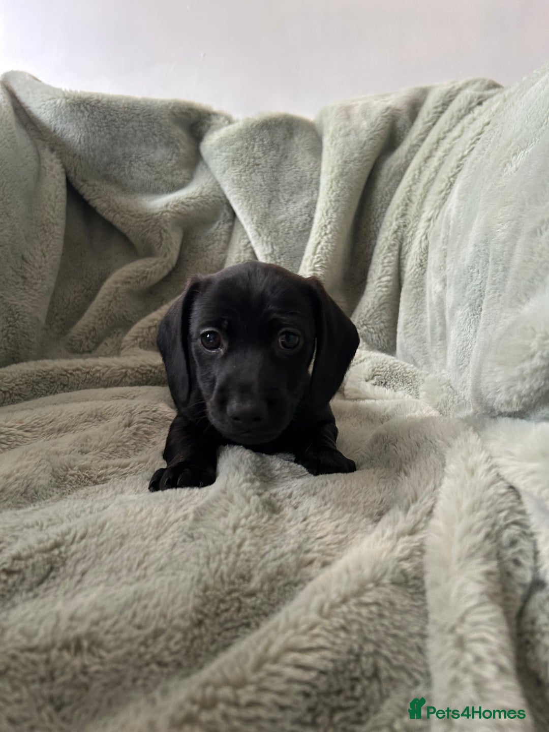 Miniature Dachshund dogs for sale: 3X Male Miniature Dachshunds- READY TO GO - Image 4
