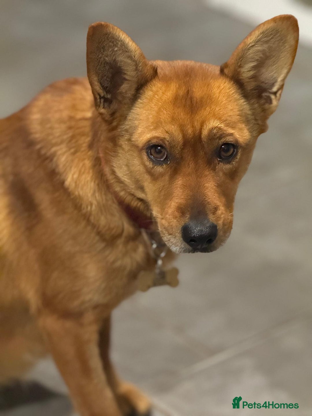 Mixed Breed dogs for adoption: Sweet Poppy Looking For LOVE - Advert 3