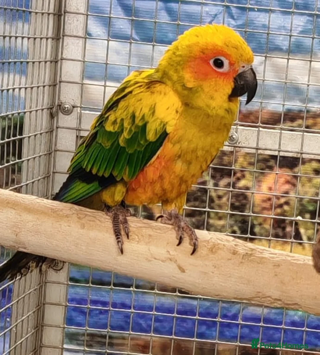 Conures birds for sale: Sun Conure for Sale! URGENT - Advert 1