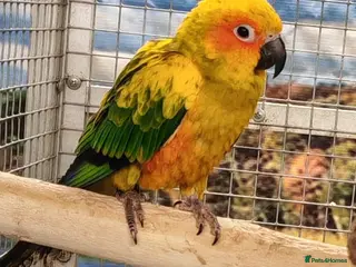 Conures birds Sun Conure for Sale! - Advert 7
