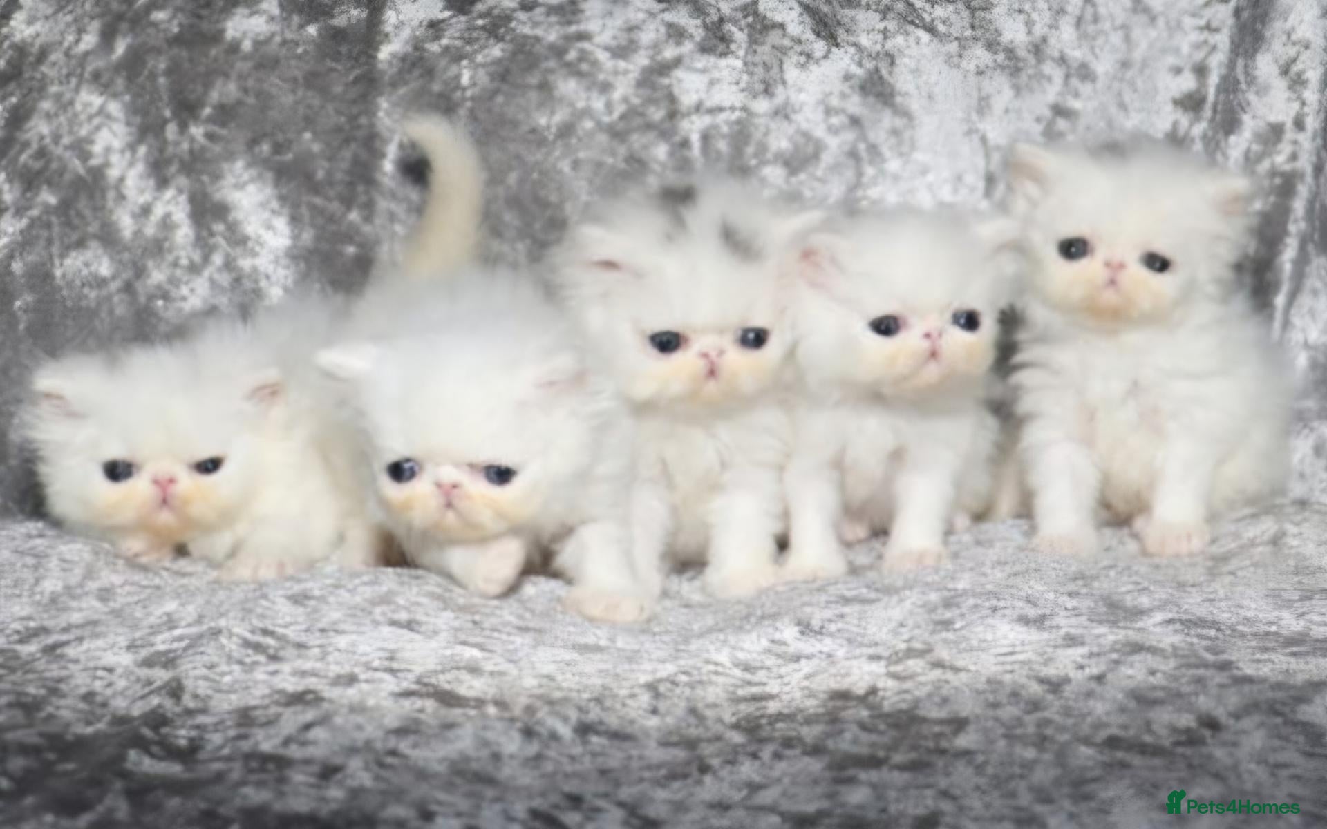 Persian cats 4 x white/black persian boy kittens - Advert 1