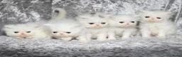 Persian cats for sale: 4 x white/black persian boy kittens - Advert 1