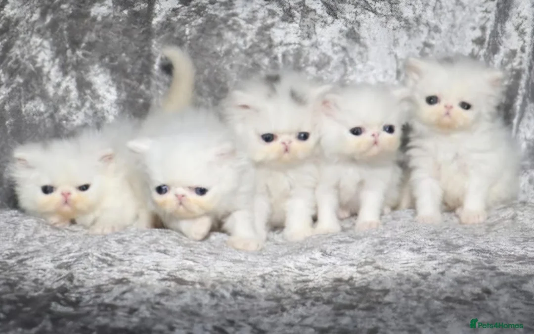 Persian cats for sale: 4 x white/black persian boy kittens - Advert 1