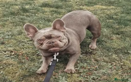French Bulldog dogs for sale: Beautiful Bronny seeking a dog free home  - Image 7