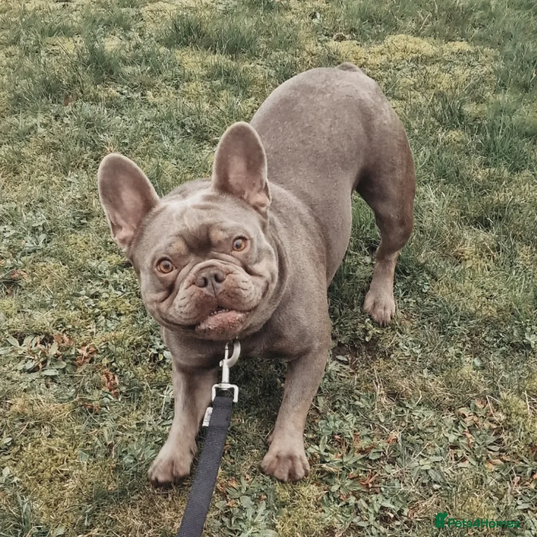 French Bulldog dogs for sale: Beautiful Bronny seeking a dog free home  - Image 7