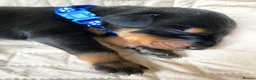 Dobermann dogs for sale: KC REGISTERED DOBERMAN PUPS - Advert 2