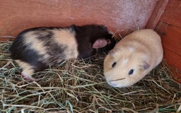 Guinea Pig rodents for sale: 2 bonded boy pairs for sale  - Image 2