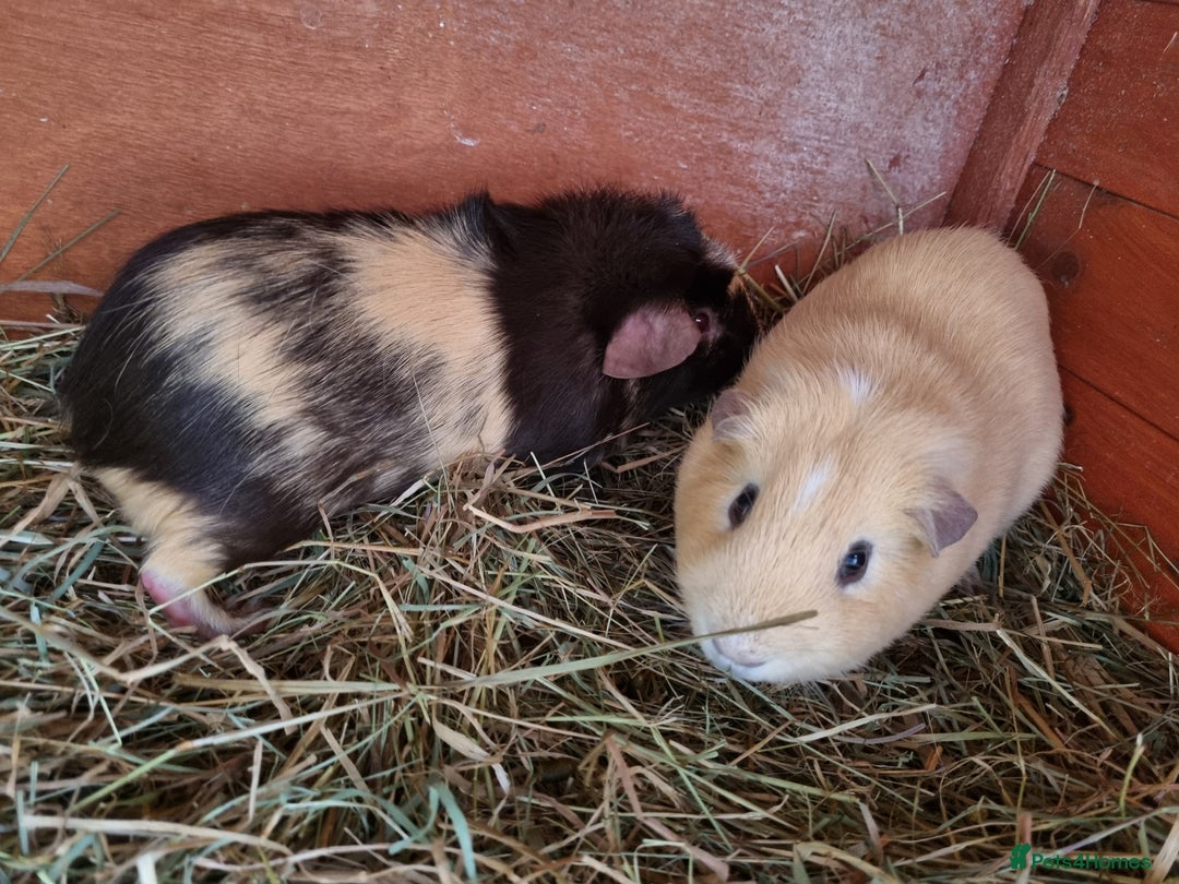 Guinea Pig rodents for sale: 2 bonded boy pairs for sale  - Image 2