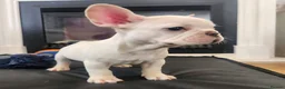 French Bulldog dogs for sale: Platinum French Bulldog Puppies - Advert 20