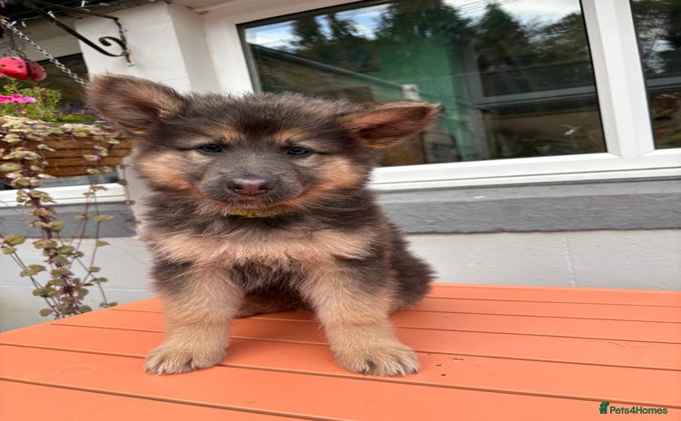 German Shepherd dogs - Advert 1