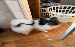Pomeranian dogs for stud: Proven Pomeranian Stud Yoshi❤️ - Image 2