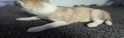 Huskita dogs for sale: huskita/siberian husky puppies - Advert 21