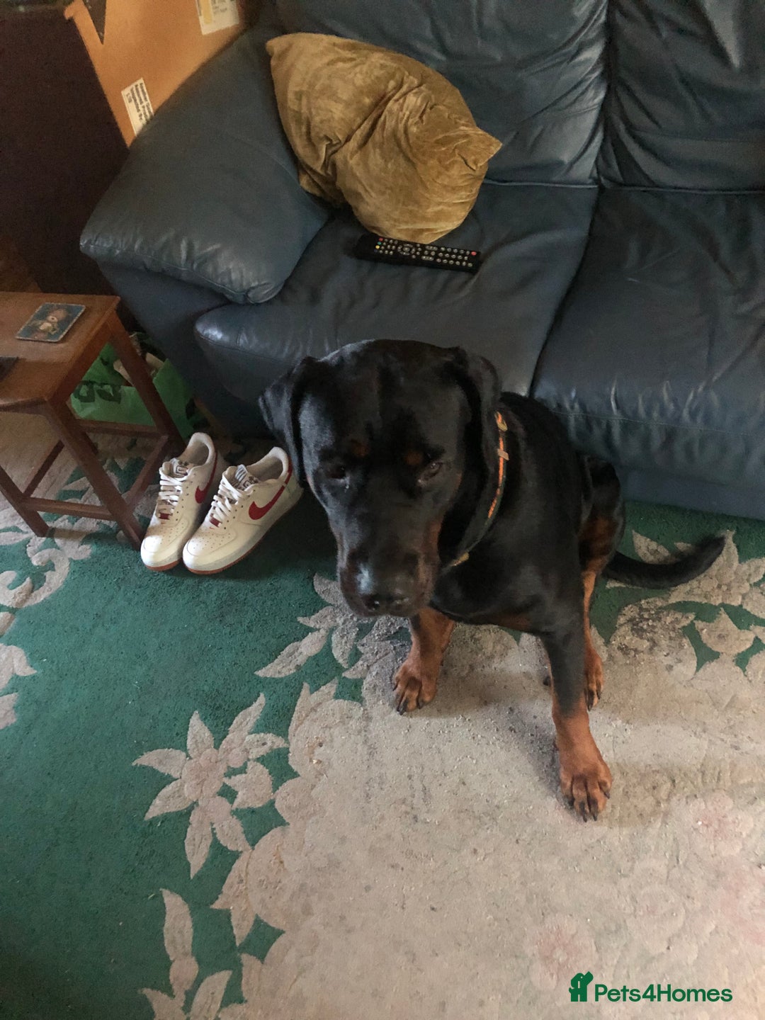 Dobermann dogs for sale: Male Rotterman  - Image 3
